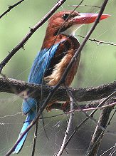 Зимородок. Птичий заповедник Кеоладео, Бхаратпур, Индия. Автор Александр Рыбаков